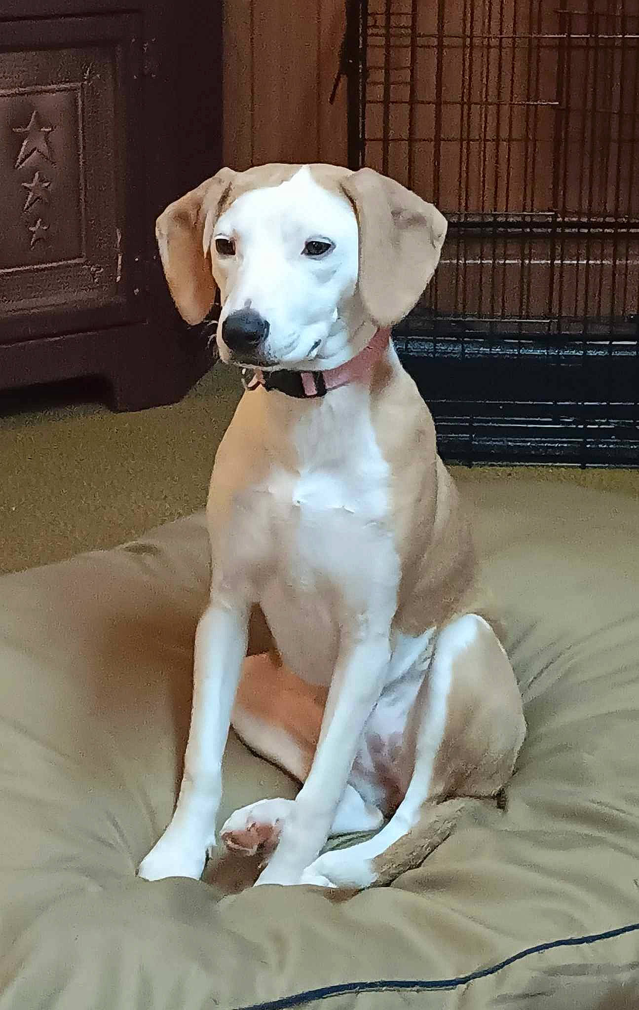 Piper is registered to the contest to win money with this photo: canidae, carnivore, collar, comfort, companion_dog, dog, dog_breed, dog_collar, dog_supply, fawn, fence, fur, paw, pet_supply, snout, sporting_group, tail, whiskers, wood, working_animal