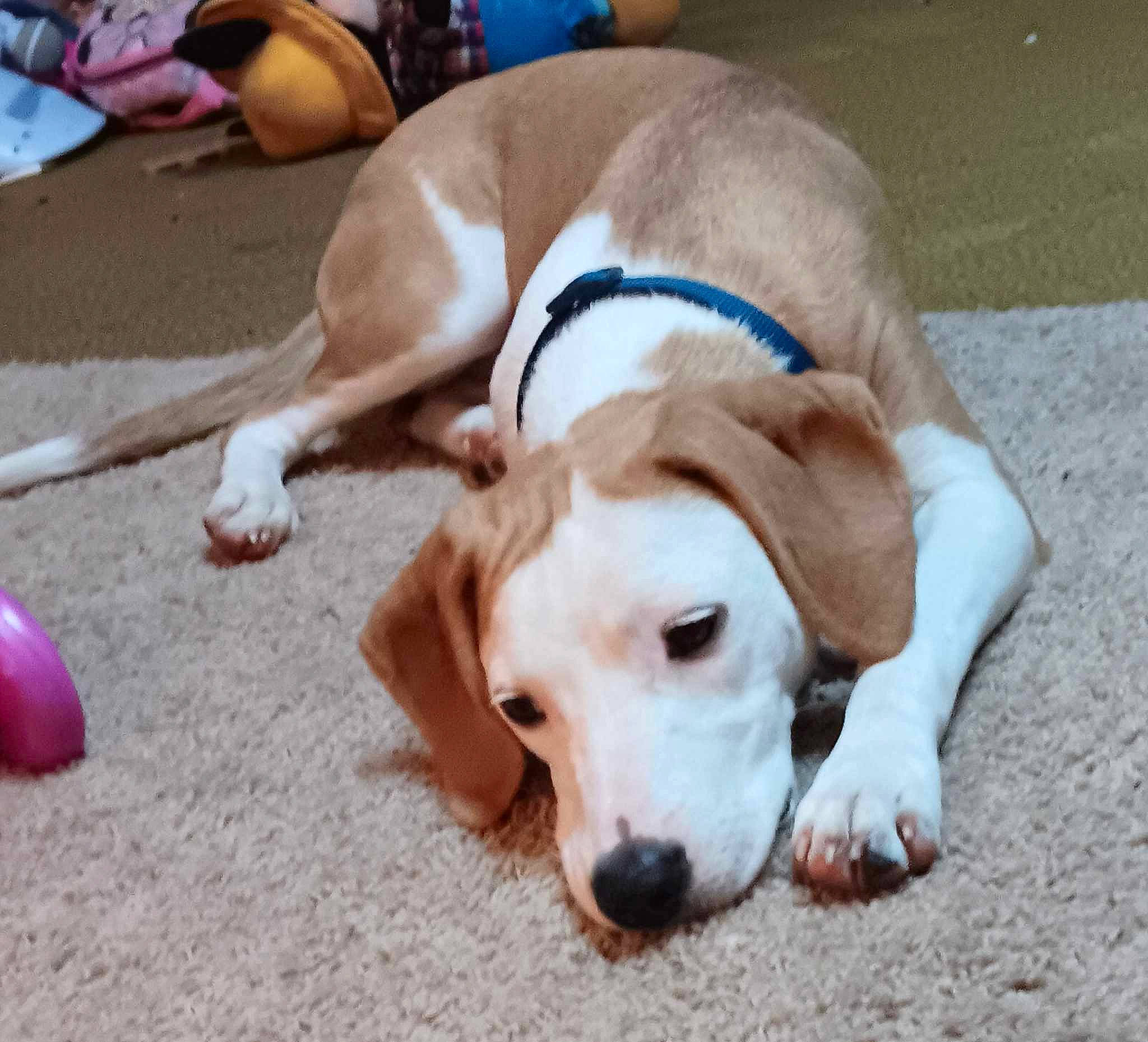 Piper is registered to the contest to win money with this photo: canidae, carnivore, collar, companion_dog, dog, dog_breed, dog_supply, fawn, flooring, fur, hound, hunting_dog, non_sporting_group, paw, pet_supply, scent_hound, snout, sporting_group, tail, working_animal