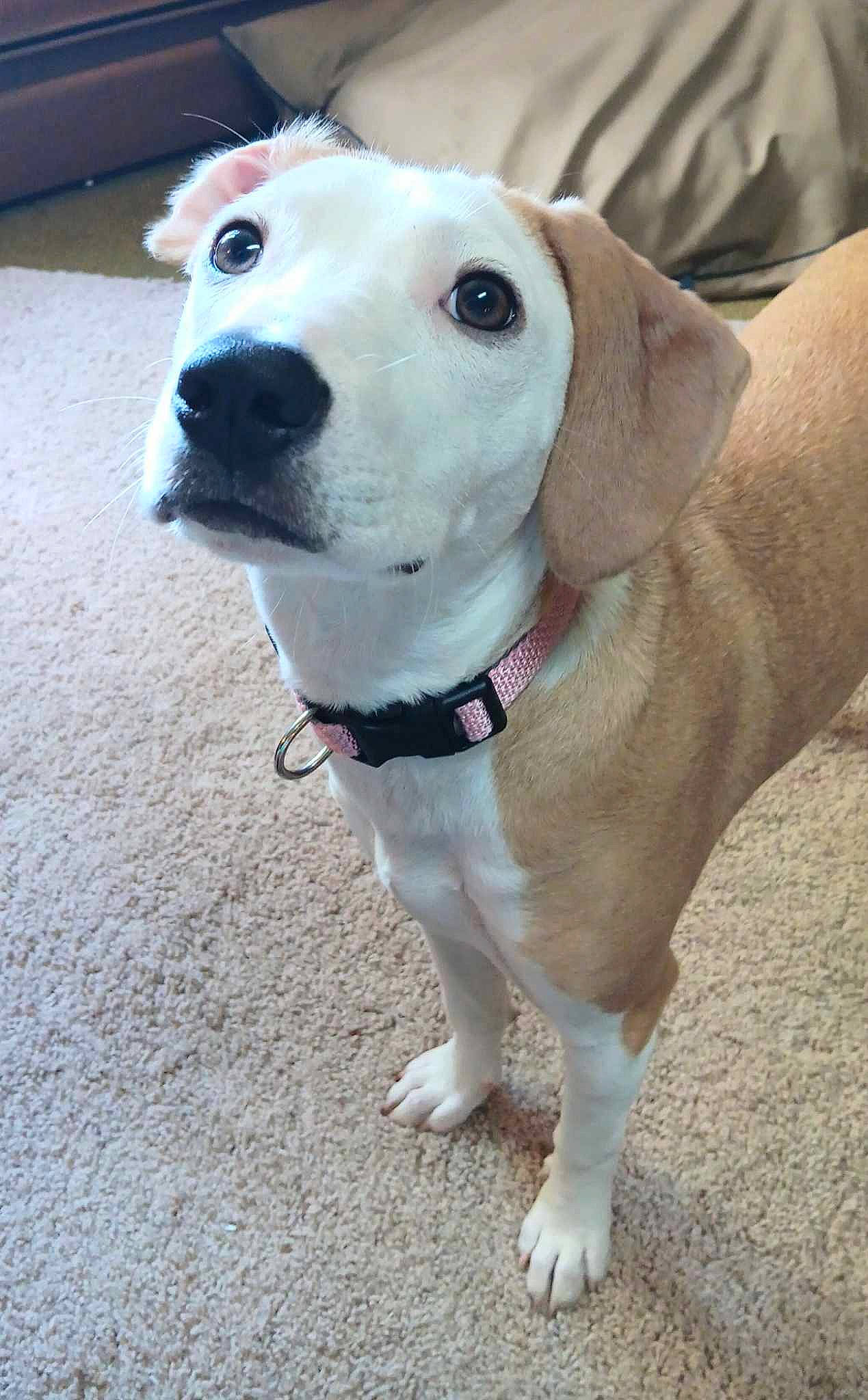 Piper is registered to the contest to win money with this photo: canidae, carnivore, collar, companion_dog, dog, dog_breed, dog_collar, dog_supply, fawn, leash, non_sporting_group, pet_supply, road_surface, sporting_group, whiskers, working_animal