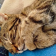 Minus participe au concours pour gagner de l'argent avec cette photo : cat, tabby, sleeping, close_up, fur, paw, whiskers, cozy, resting, domestic_cat, pet, animal, cute, feline, blanket, soft, relaxation, indoor, nap, peaceful
