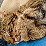 cat, tabby, sleeping, close_up, fur, paw, whiskers, cozy, resting, domestic_cat, pet, animal, cute, feline, blanket, soft, relaxation, indoor, nap, peaceful