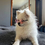 Nala is registered to the contest to win money with this photo: dog, white, fluffy, sunglasses, indoor, bed, blanket, pet, cute, animal, relaxed, portrait, fashion, accessory, cozy, fur, small_dog, resting, cool, companion