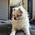 Nala