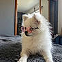 dog, white, fluffy, sunglasses, indoor, bed, blanket, pet, cute, animal, relaxed, portrait, fashion, accessory, cozy, fur, small_dog, resting, cool, companion