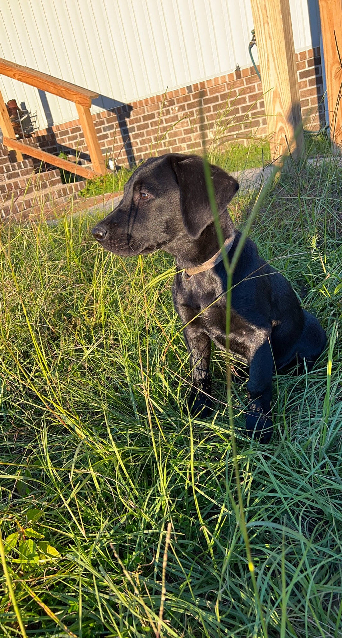 Cash is registered to the contest to win money with this photo: carnivore, collar, companion_dog, dog, dog_breed, dog_collar, fawn, grass, grass_family, grassland, groundcover, gun_dog, liver, pet_supply, plant, pointing_breed, tail, terrestrial_animal, whiskers, working_animal