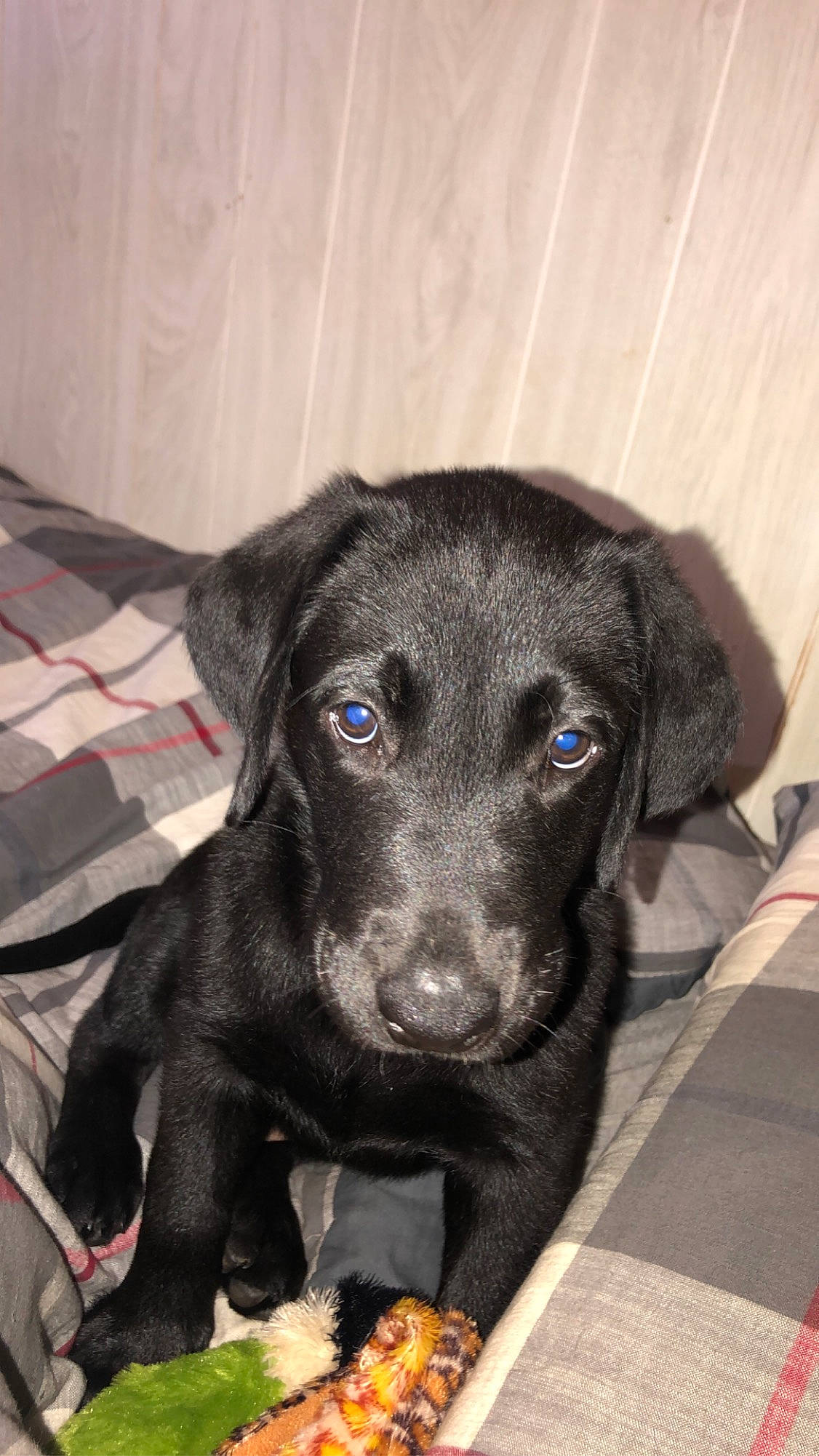 Cash joined the competition — help win amazing prizes! borador, canidae, carnivore, companion_dog, dog, dog_breed, eye, fur, guard_dog, gun_dog, hunting_dog, liver, non_sporting_group, puppy, retriever, sporting_group, terrestrial_animal, whiskers, working_animal