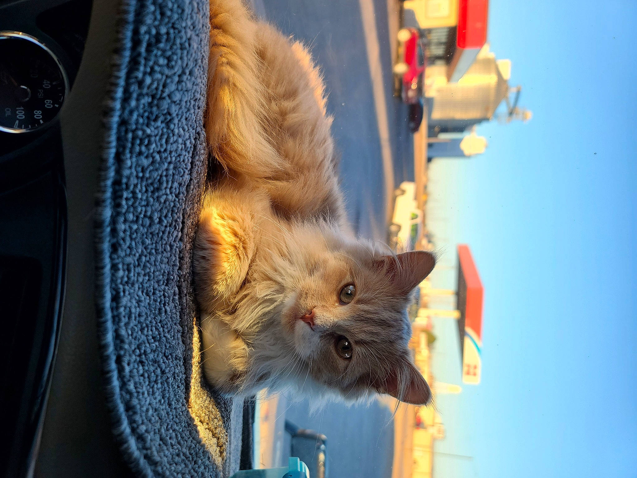 Fuzznugget joined the competition — help win amazing prizes! automotive_lighting, automotive_tire, carnivore, cat, electric_blue, fawn, felidae, orange, rodent, sky, small_to_medium_sized_cats, snout, tail, tire, tree, vehicle_door, wheel, whiskers, window, wood