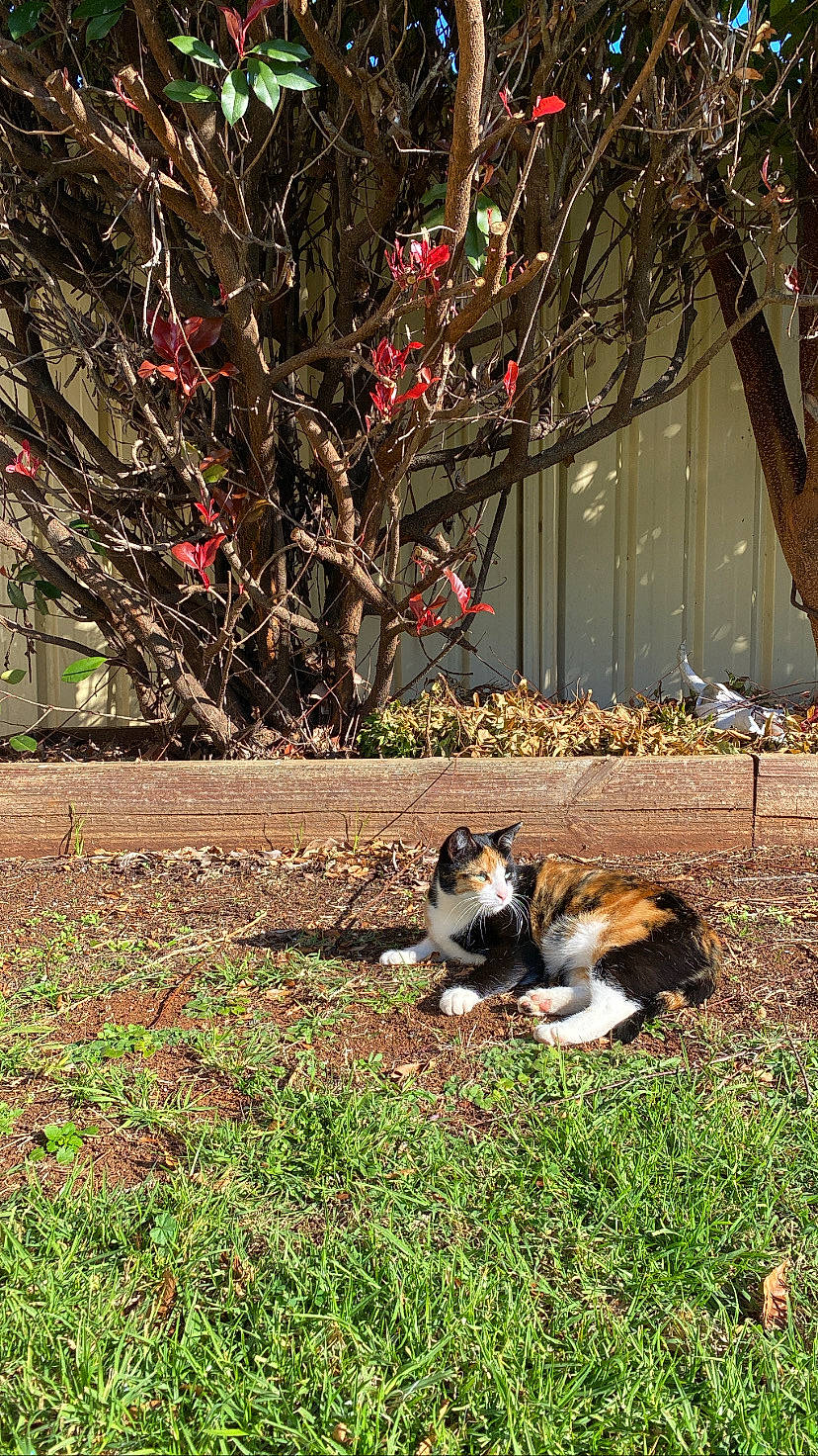 Bindi Boo joined the competition — help win amazing prizes! carnivore, cat, companion_dog, deciduous, dog_breed, fawn, felidae, grass, groundcover, landscape, lawn, plant, small_to_medium_sized_cats, sunlight, tail, tints_and_shades, tree, twig, whiskers, wood