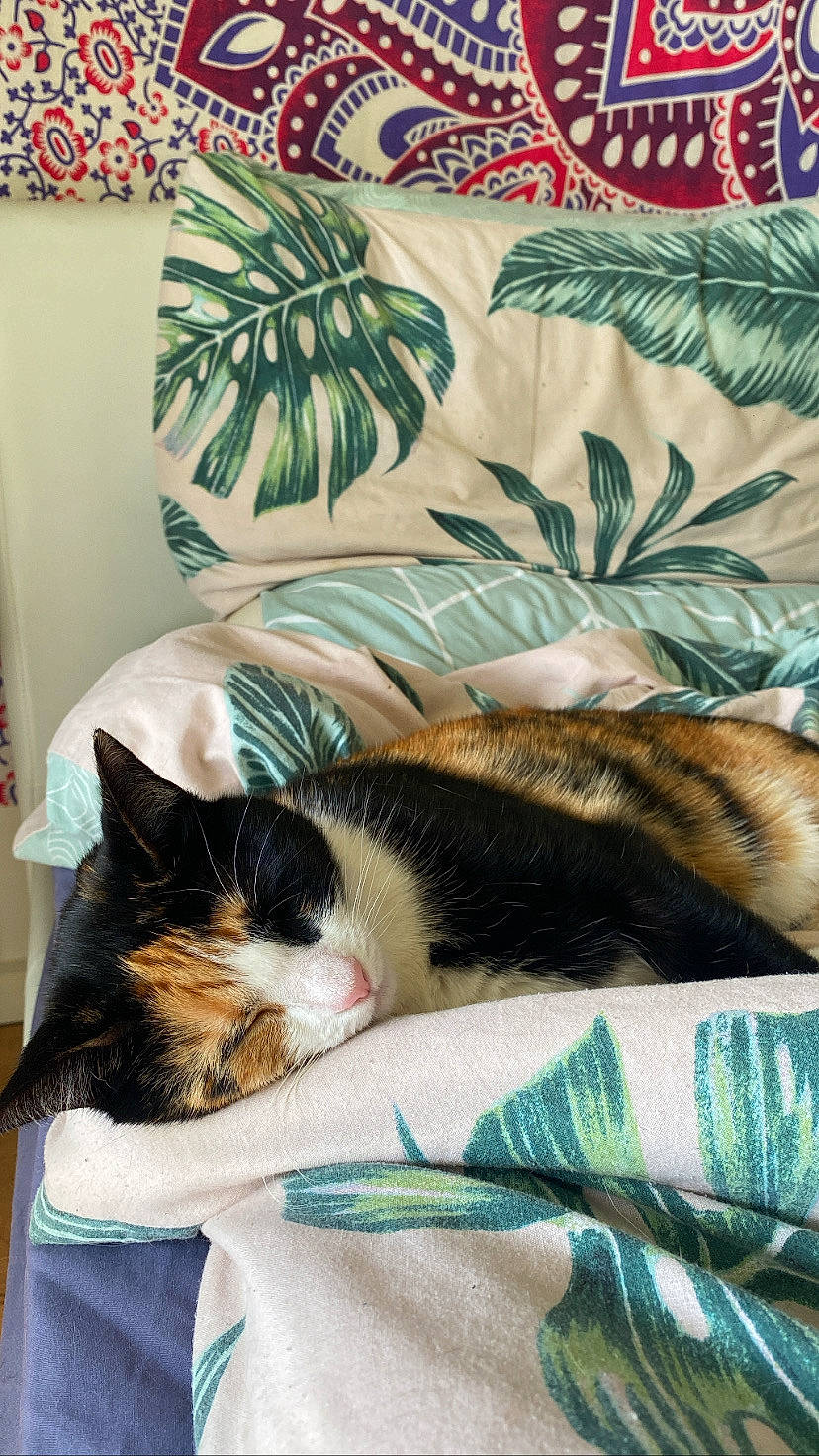 Bindi Boo is registered to the contest to win money with this photo: bedding, carnivore, cat, comfort, domestic_short_haired_cat, felidae, flooring, fur, grass, linens, mammal, nap, room, small_to_medium_sized_cats, snout, tail, textile, vertebrate, whiskers, window