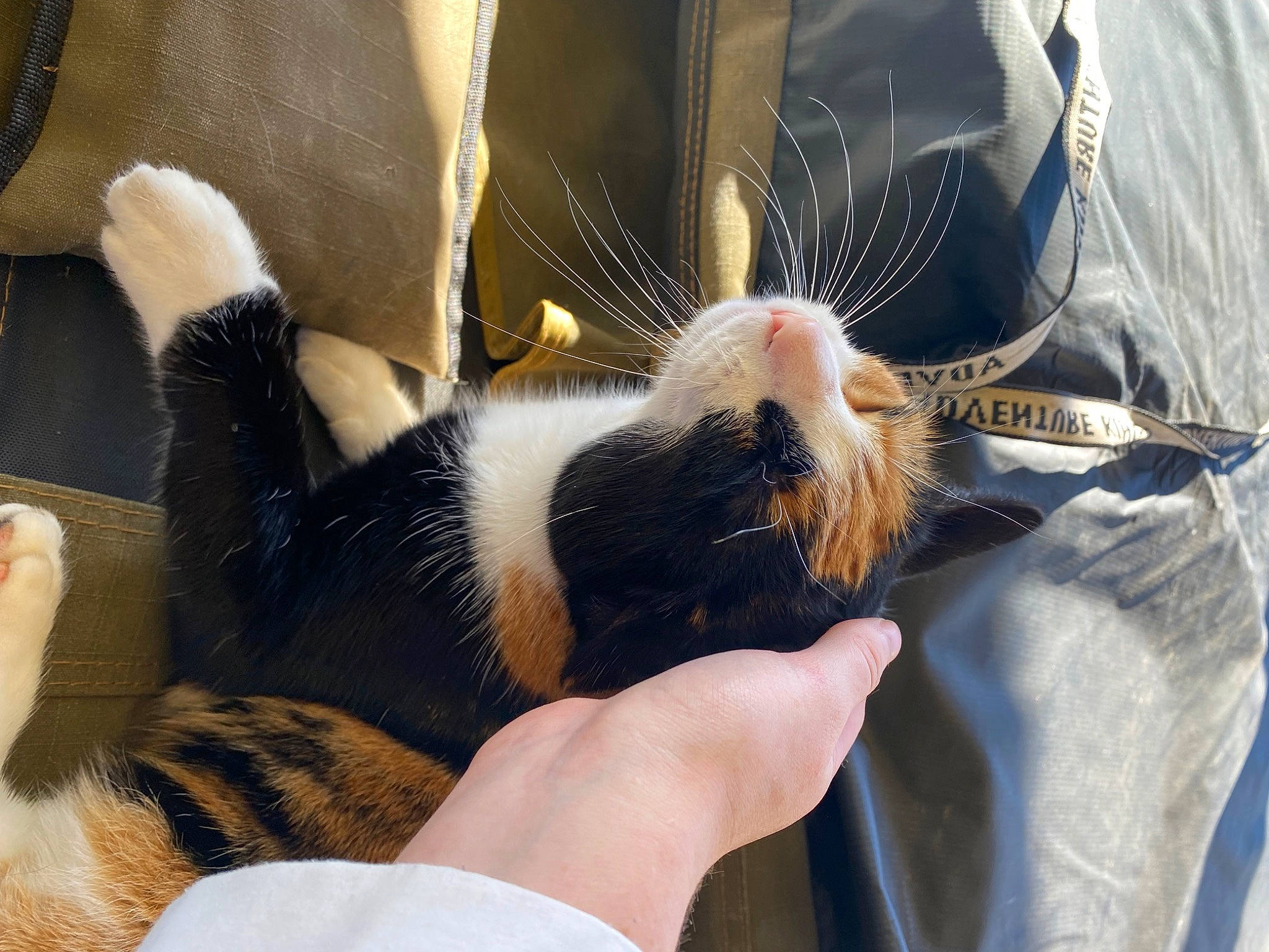 Bindi Boo joined the competition — help win amazing prizes! cat, claw, comfort, domestic_short_haired_cat, felidae, finger, foot, fur, hand, human_leg, lap, nail, paw, service, small_to_medium_sized_cats, thigh, thumb, whiskers, wrist