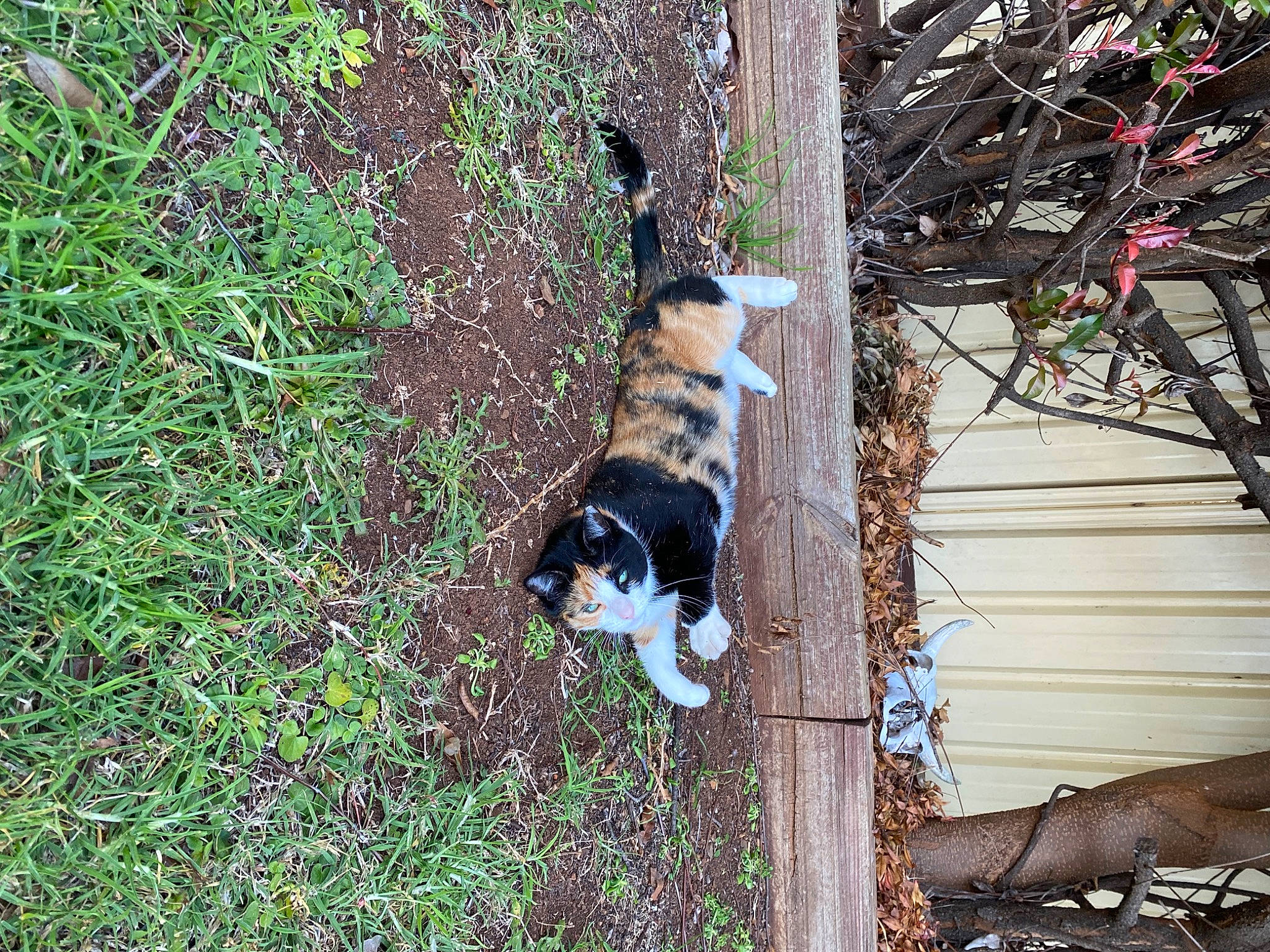 Bindi Boo is registered to the contest to win money with this photo: bicycles_equipment_and_supplies, canidae, carnivore, cat, companion_dog, dog_breed, felidae, fur, grass, groundcover, leaf, plant, small_to_medium_sized_cats, soil, sporting_group, tail, tree, trunk, twig, wood