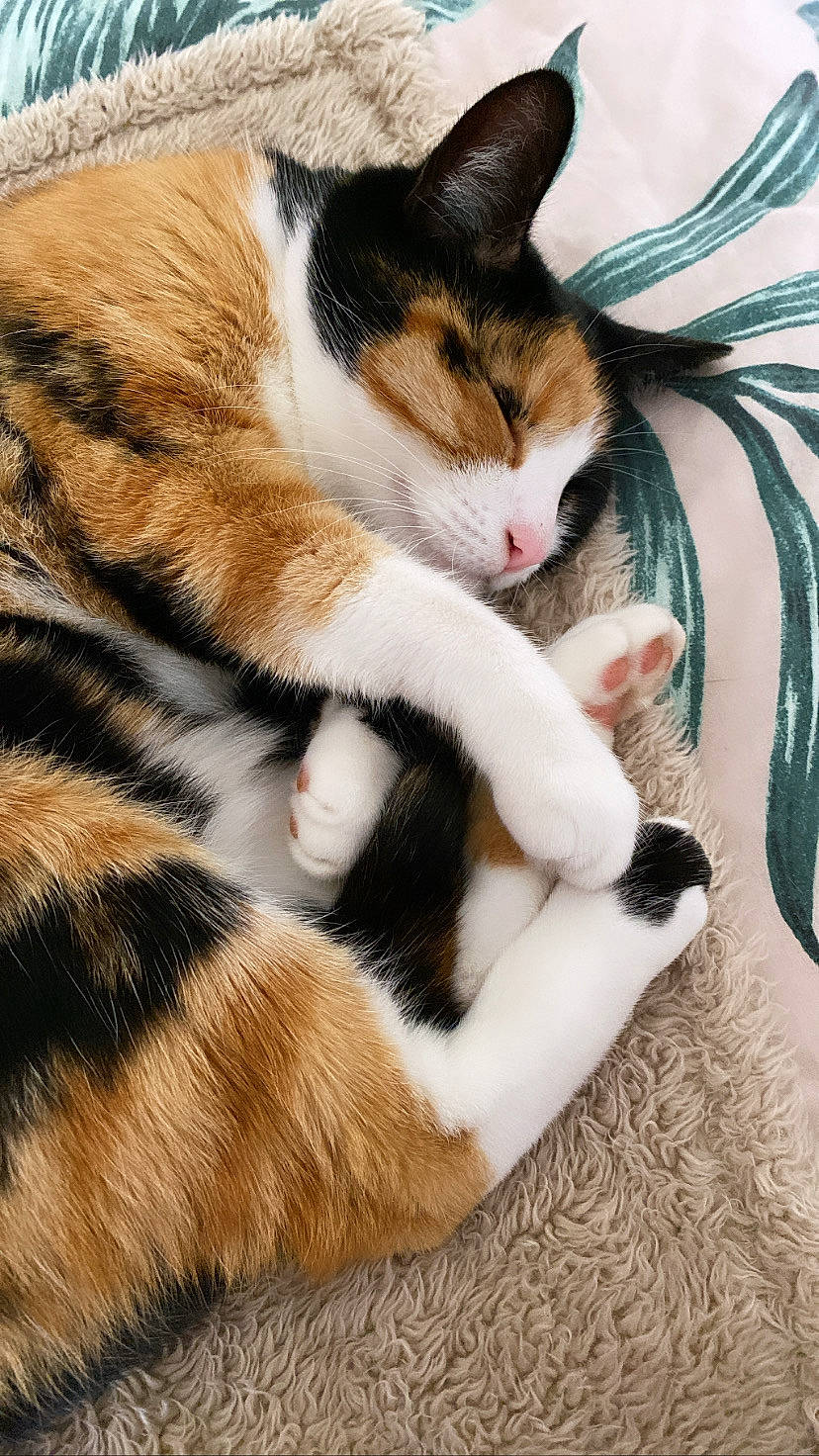 Bindi Boo joined the competition — help win amazing prizes! carnivore, cat, claw, comfort, domestic_short_haired_cat, fawn, felidae, foot, fur, leg, mammal, paw, sitting, small_to_medium_sized_cats, snout, tail, terrestrial_animal, tree, vertebrate, whiskers