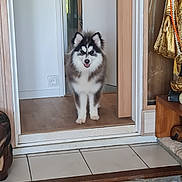 Hoshi a rejoint le concours — aidez-le/la à gagner de superbes lots ! dog, puppy, alaskan_malamute, indoor, doorway, floor, tile_floor, wood_floor, tongue_out, curious, pet, animal, fluffy, white, black, brown, statue, decor, home, house