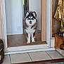 dog, puppy, alaskan_malamute, indoor, doorway, floor, tile_floor, wood_floor, tongue_out, curious, pet, animal, fluffy, white, black, brown, statue, decor, home, house