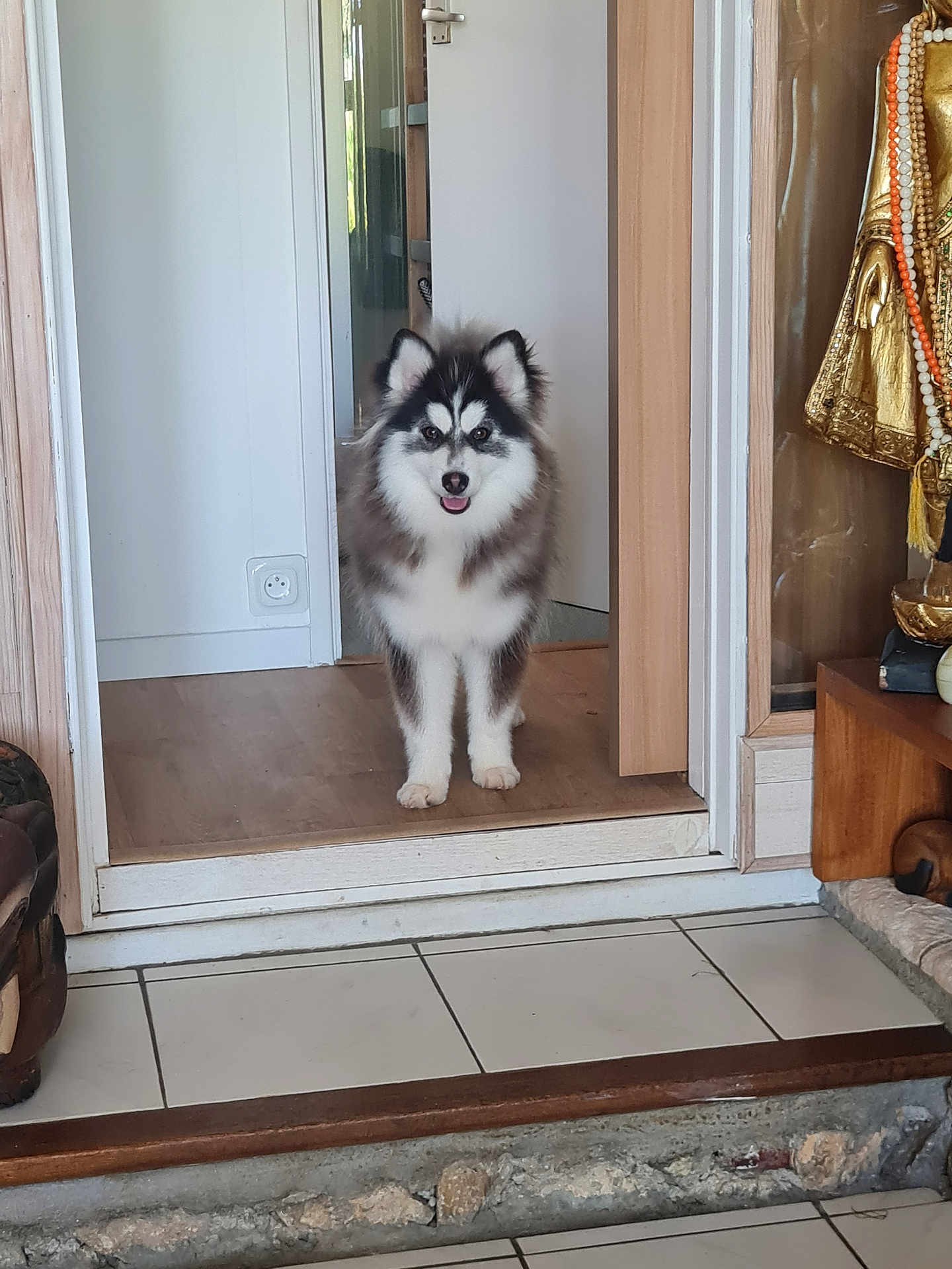 Hoshi a rejoint le concours — aidez-le/la à gagner de superbes lots ! dog, puppy, alaskan_malamute, indoor, doorway, floor, tile_floor, wood_floor, tongue_out, curious, pet, animal, fluffy, white, black, brown, statue, decor, home, house