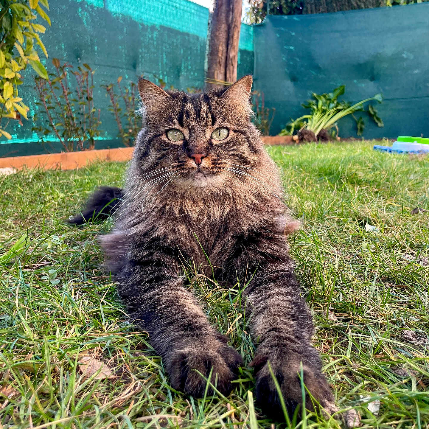 Rio a rejoint le concours — aidez-le/la à gagner de superbes lots ! animal, cat, closeup, fence, fluffy, garden, grass, green_eyes, lying_down, mammal, nature, outdoor, paws, pet, plants, relaxed, sunlight, tabby_cat, tree, whiskers