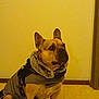 dog, pet, indoor, coat, jacket, floor, wall, canine, sitting, leash, fur, ears, collar, animal, domestic_animal, side_view, calm, brown, medium_sized, portrait