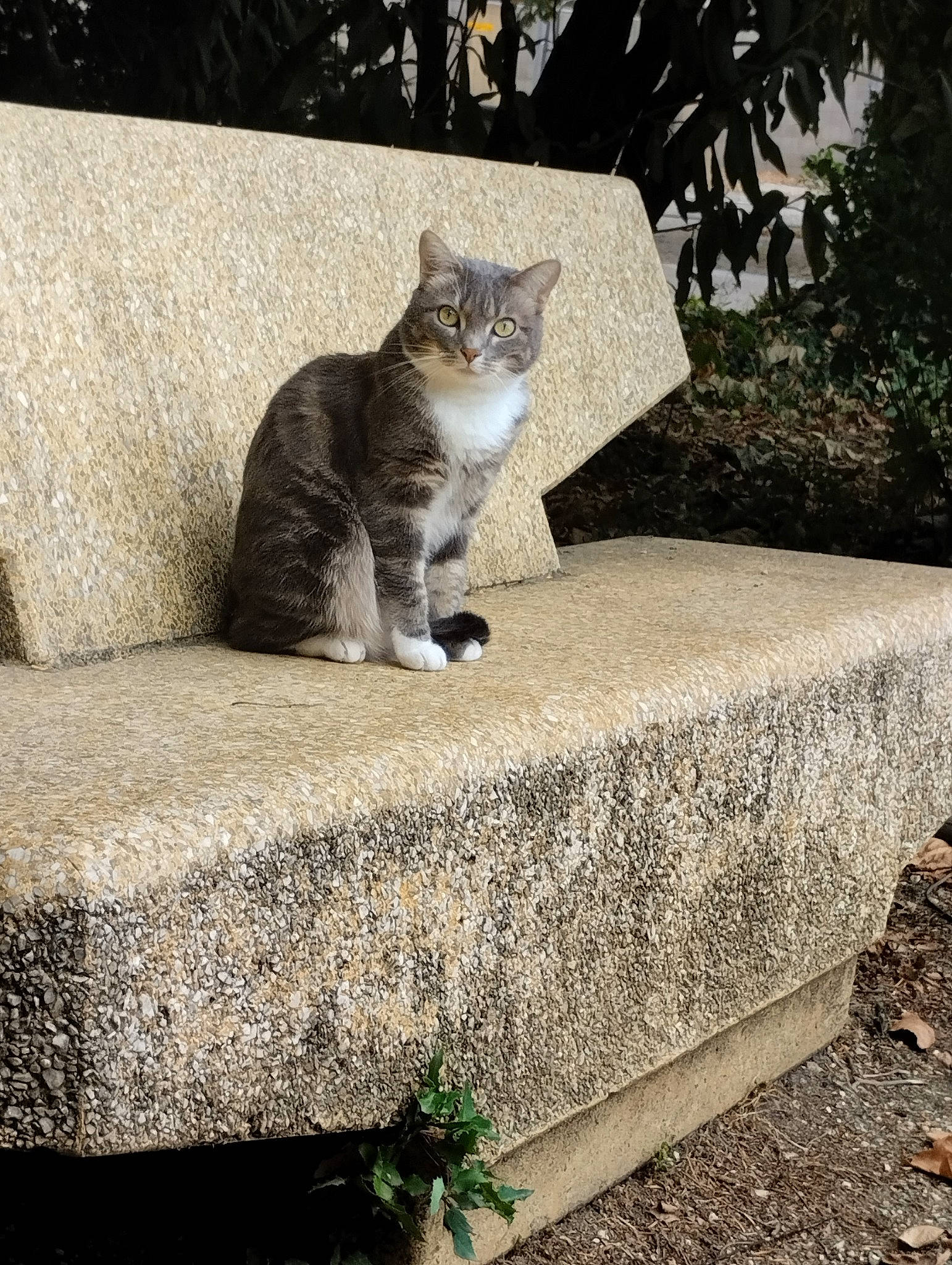 Choupie participe au concours pour gagner de l'argent avec cette photo : carnivore, cat, comfort, domestic_short_haired_cat, felidae, flagstone, flooring, fur, grass, grey, groundcover, plant, rectangle, road_surface, small_to_medium_sized_cats, snout, tail, tree, whiskers, wood