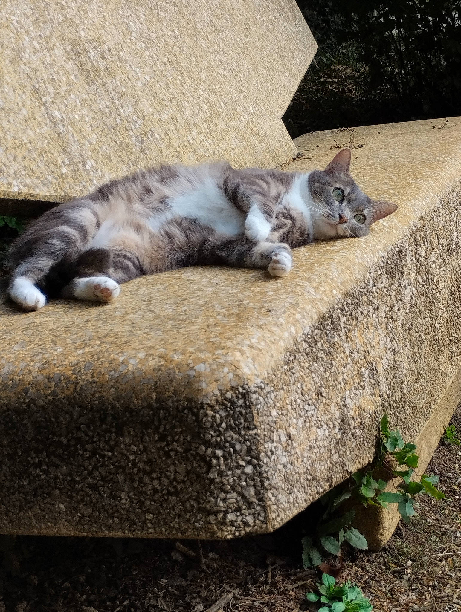 Choupie participe au concours pour gagner de l'argent avec cette photo : carnivore, cat, comfort, domestic_short_haired_cat, fawn, felidae, flagstone, fur, grass, grey, groundcover, plant, road_surface, sidewalk, sitting, small_to_medium_sized_cats, snout, tail, whiskers, wood