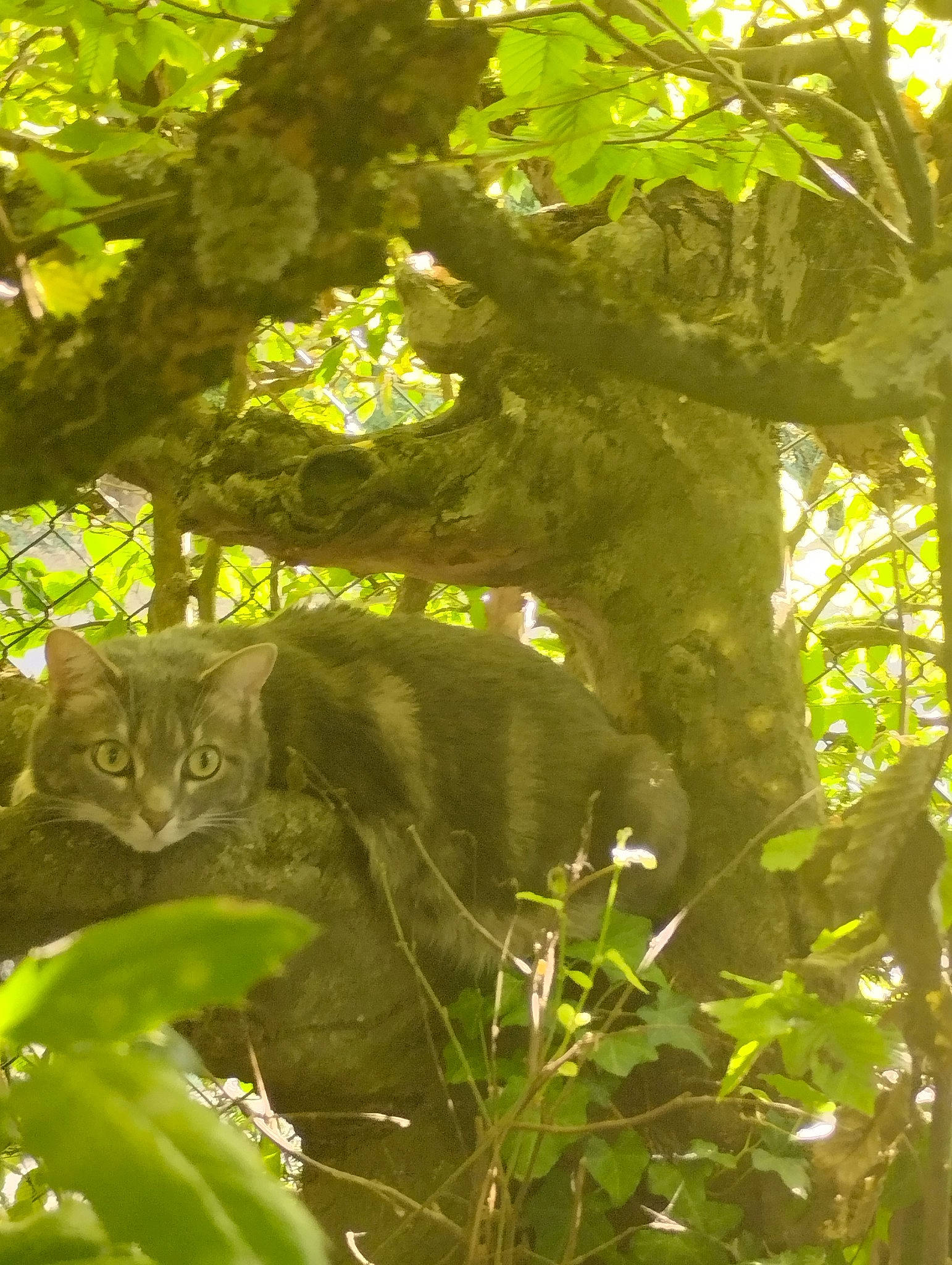 Choupie a rejoint le concours — aidez-le/la à gagner de superbes lots ! carnivore, cat, deciduous, fawn, felidae, forest, grass, jungle, plant, small_to_medium_sized_cats, tail, terrestrial_animal, terrestrial_plant, tints_and_shades, tree, trunk, twig, whiskers, wood, woodland