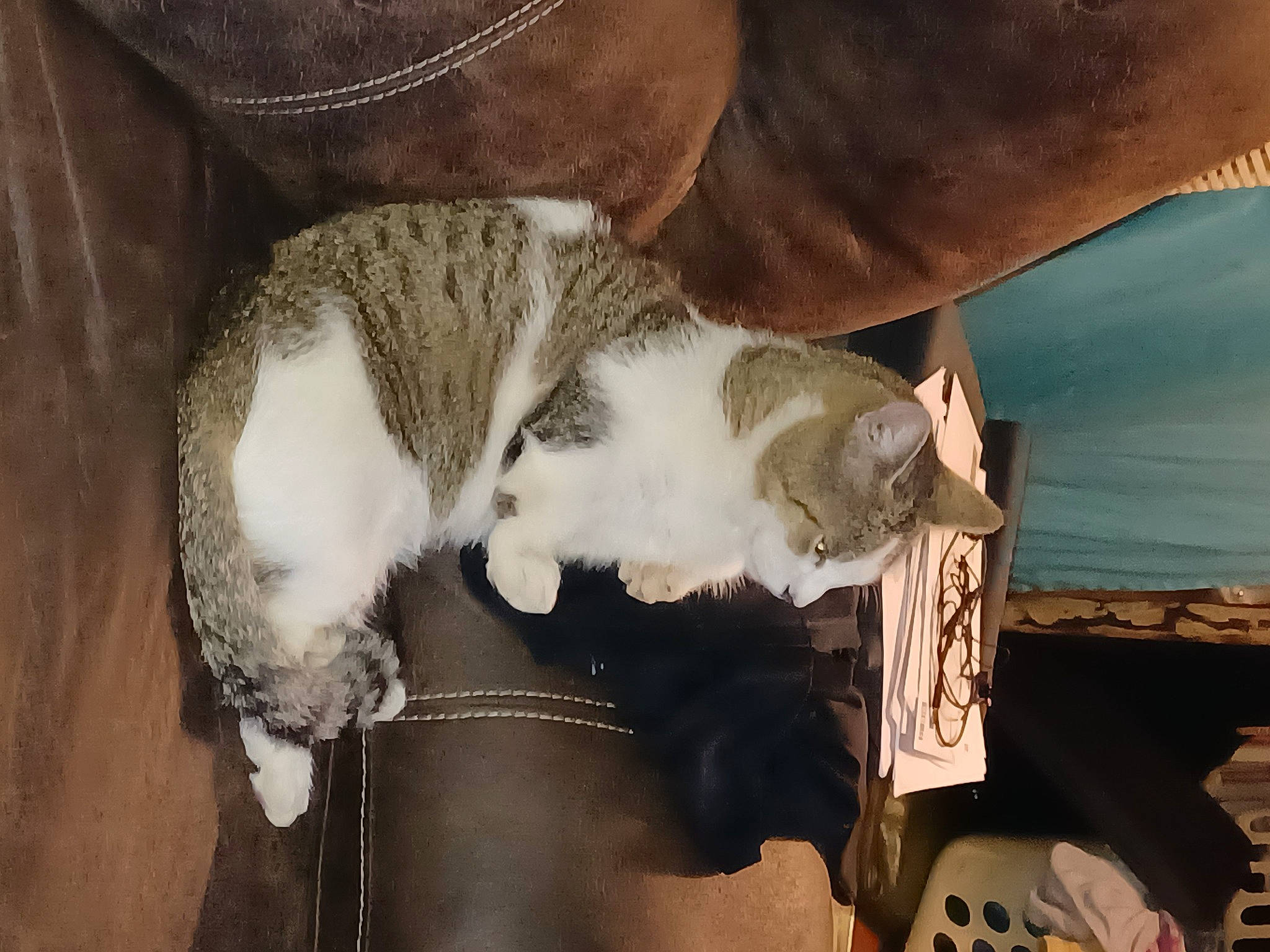 Gizzmo is registered to the contest to win money with this photo: canidae, carnivore, cat, claw, comfort, dog_breed, domestic_short_haired_cat, fawn, felidae, fur, human_leg, paw, small_to_medium_sized_cats, snout, sporting_group, tail, tree, whiskers, wood, working_animal