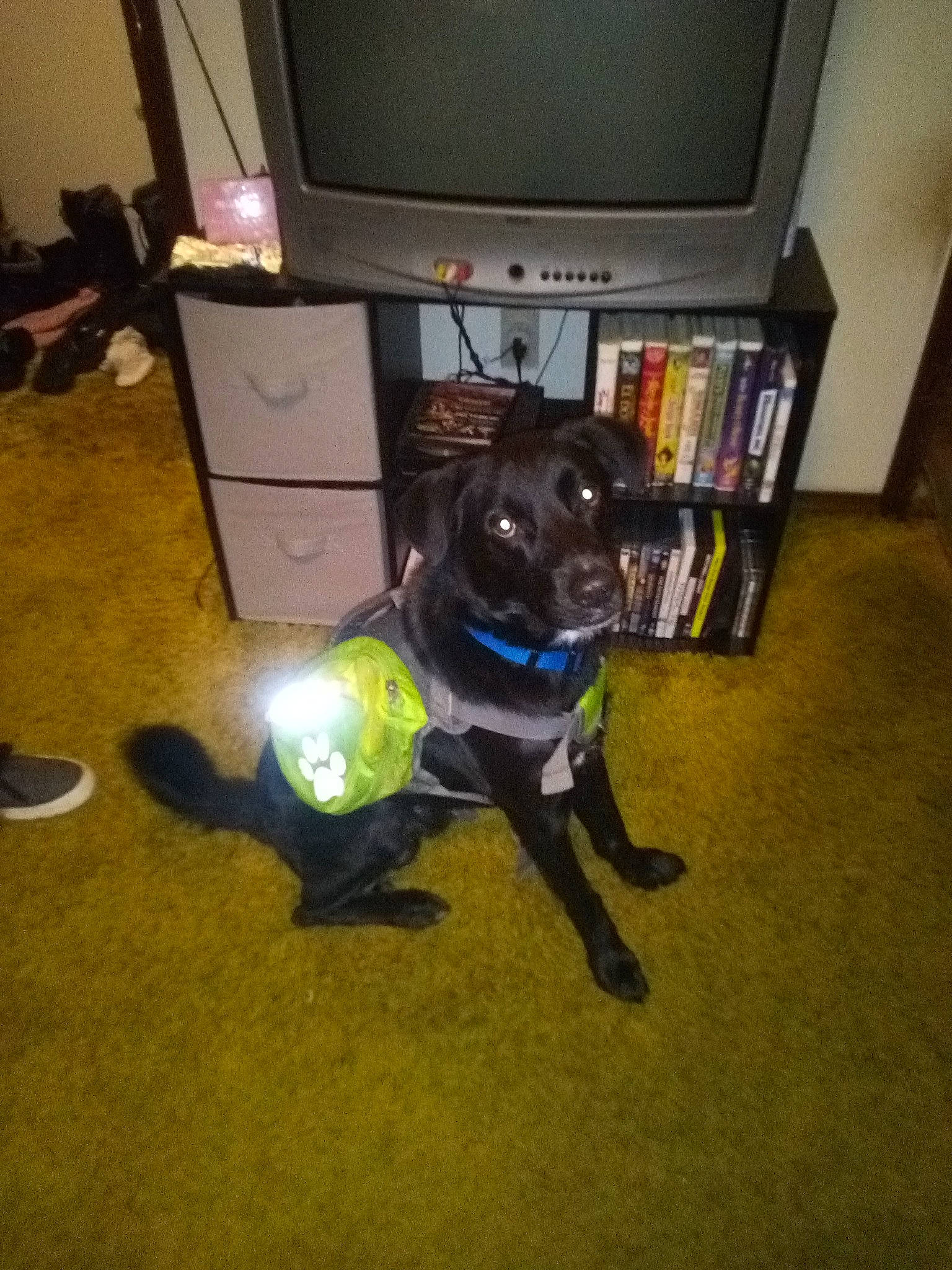 Dizzy joined the competition — help win amazing prizes! bookcase, carnivore, chair, collar, companion_dog, dog, dog_breed, dog_collar, fawn, floor, flooring, hardwood, mammal, personal_protective_equipment, snout, sporting_group, tail, television, whiskers, working_animal