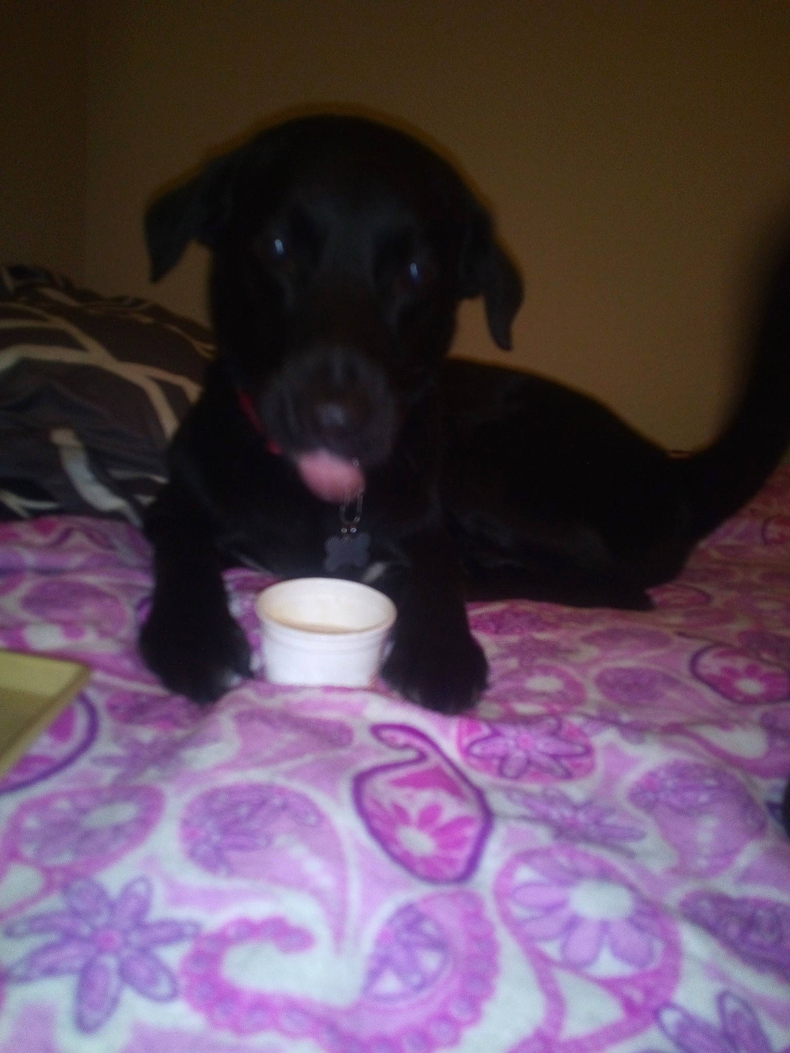 Dizzy is registered to the contest to win money with this photo: borador, carnivore, comfort, companion_dog, dog, dog_breed, floor, flooring, fur, guard_dog, hardwood, liver, pet_supply, purple, retriever, snout, sporting_group, tail, whiskers, working_animal