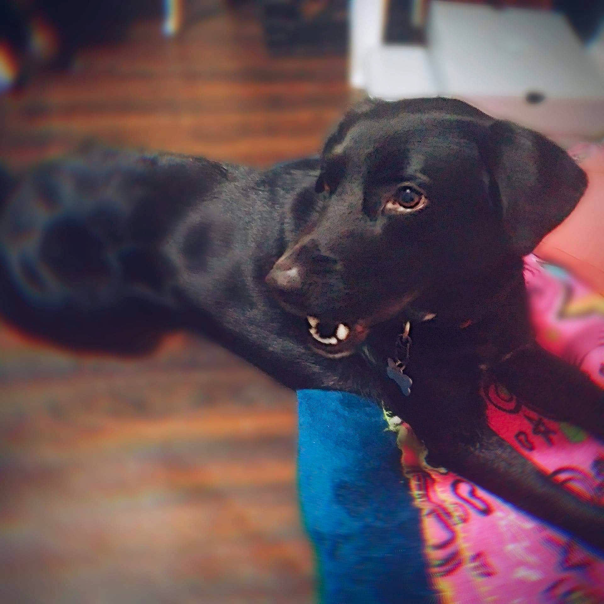 Dizzy is registered to the contest to win money with this photo: borador, canidae, carnivore, collar, companion_dog, dog, dog_breed, dog_collar, electric_blue, fawn, fur, guard_dog, gun_dog, liver, personal_protective_equipment, pet_supply, retriever, sporting_group, whiskers, working_animal