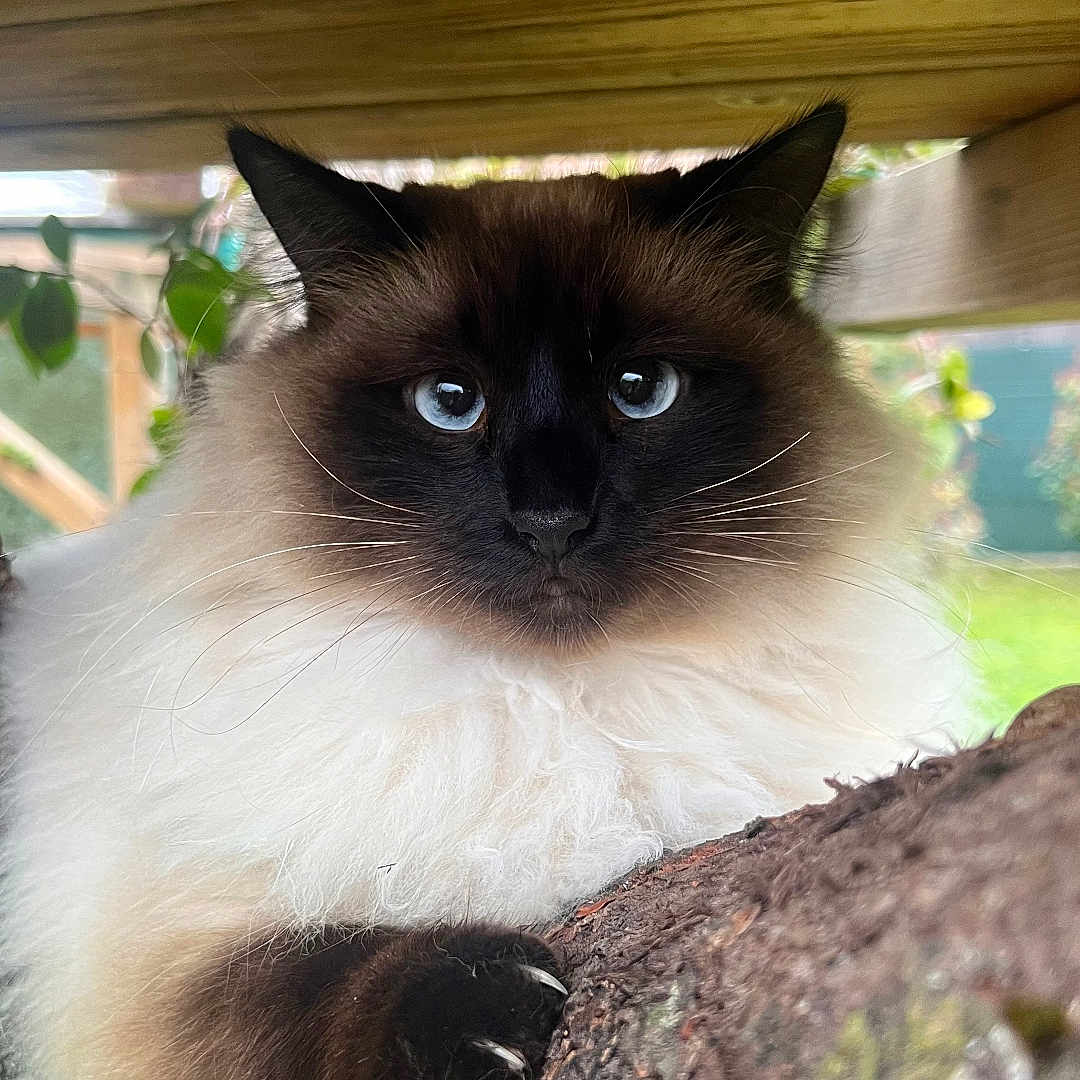 Mimi participe au concours pour gagner de l'argent avec cette photo : cat, fluffy, blue_eyes, animal, pet, tree, wood, nature, outdoor, closeup, curious, paw, moss, branch, fur, face, whiskers, domestic_cat, mammal, sitting