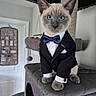 cat, siamese_cat, bow_tie, tuxedo, pet, animal, indoor, cat_tree, furniture, blue_eyes, cute, portrait, domestic_cat, pet_clothing, sitting, feline, household, playful, funny, costume