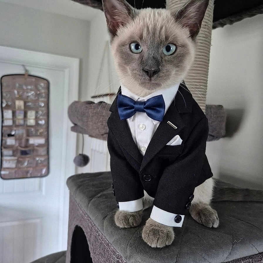 Kai joined the competition — help win amazing prizes! cat, siamese_cat, bow_tie, tuxedo, pet, animal, indoor, cat_tree, furniture, blue_eyes, cute, portrait, domestic_cat, pet_clothing, sitting, feline, household, playful, funny, costume