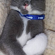 Hope a rejoint le concours — aidez-le/la à gagner de superbes lots ! animal, blanket, blue_collar, cat, closed_eyes, collar, cozy, cute, domestic_cat, fish_pattern, fur, gray, kitten, paw, pet, resting, sleeping, snug, whiskers, white
