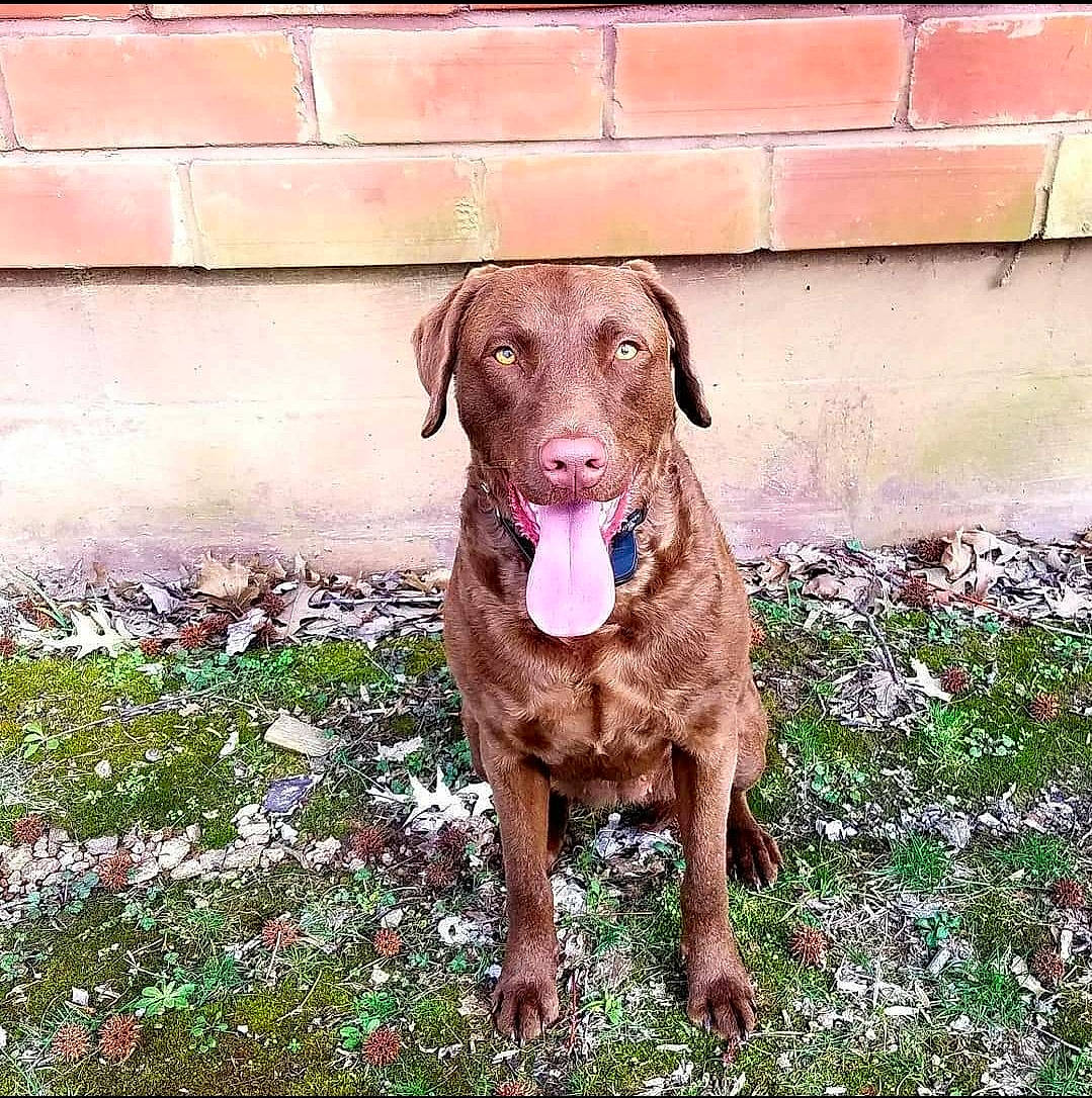 Hazel is registered to the contest to win money with this photo: blue_lacy, brick, brickwork, canidae, carnivore, collar, companion_dog, dog, dog_breed, dog_collar, gun_dog, liver, pet_supply, pointing_breed, snout, sporting_group, weimaraner, working_animal, working_dog