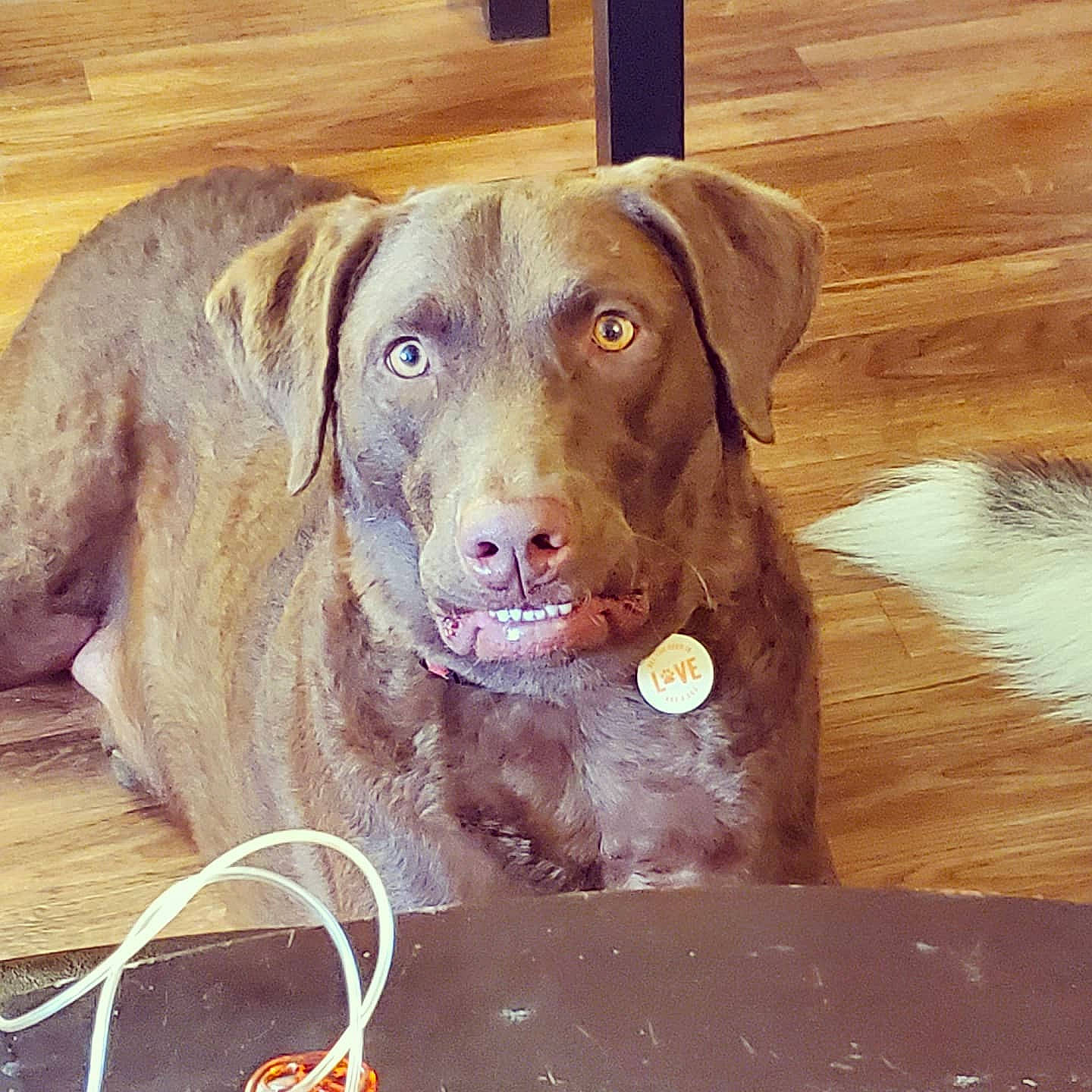 Hazel is registered to the contest to win money with this photo: brown, canidae, carnivore, collar, companion_dog, dog, dog_breed, dog_collar, fawn, gun_dog, liver, pet_supply, retriever, snout, sporting_group, whiskers, wood, wood_stain, working_animal, working_dog