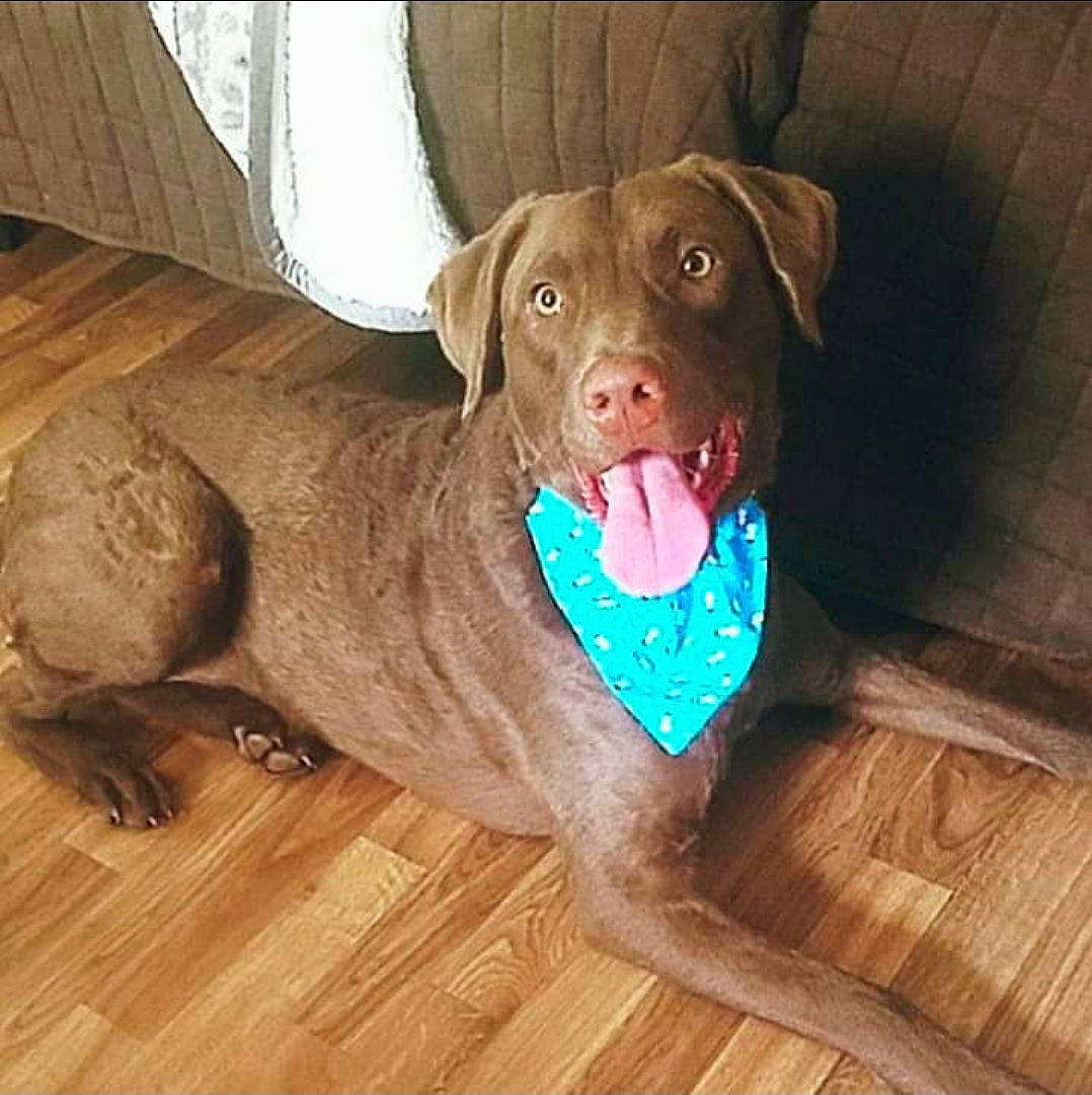 Hazel joined the competition — help win amazing prizes! brown, carnivore, collar, companion_dog, dog, dog_breed, dog_supply, fawn, floor, flooring, hardwood, laminate_flooring, liver, mammal, pet_supply, snout, wood, wood_flooring, wood_stain, working_animal