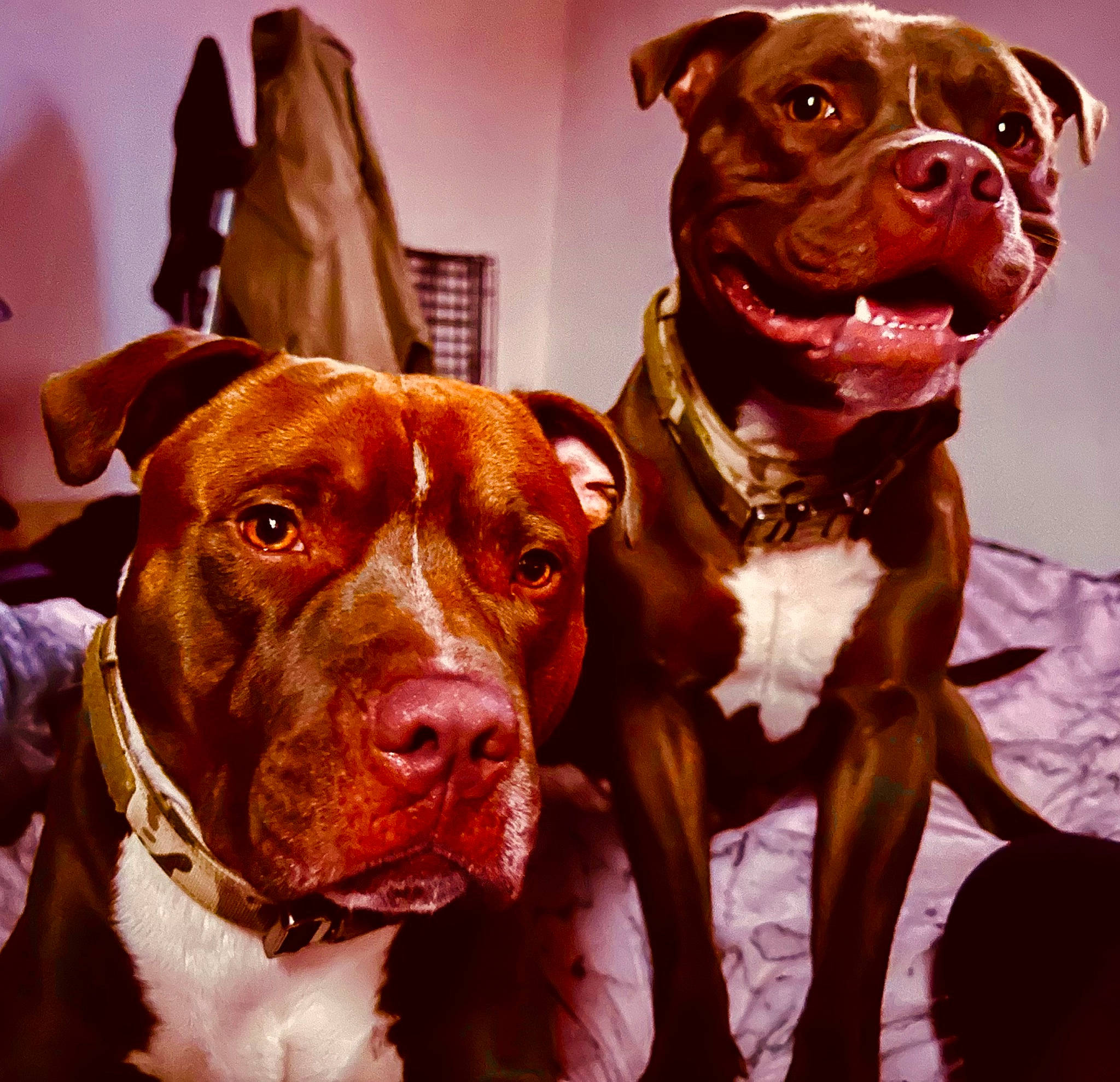 Thor And Loki joined the competition — help win amazing prizes! ancient_dog_breeds, canidae, carnivore, collar, companion_dog, dog, dog_breed, dog_collar, dog_supply, fawn, fur, guard_dog, hunting_dog, liver, pet_supply, snout, sporting_group, whiskers, working_animal, working_dog