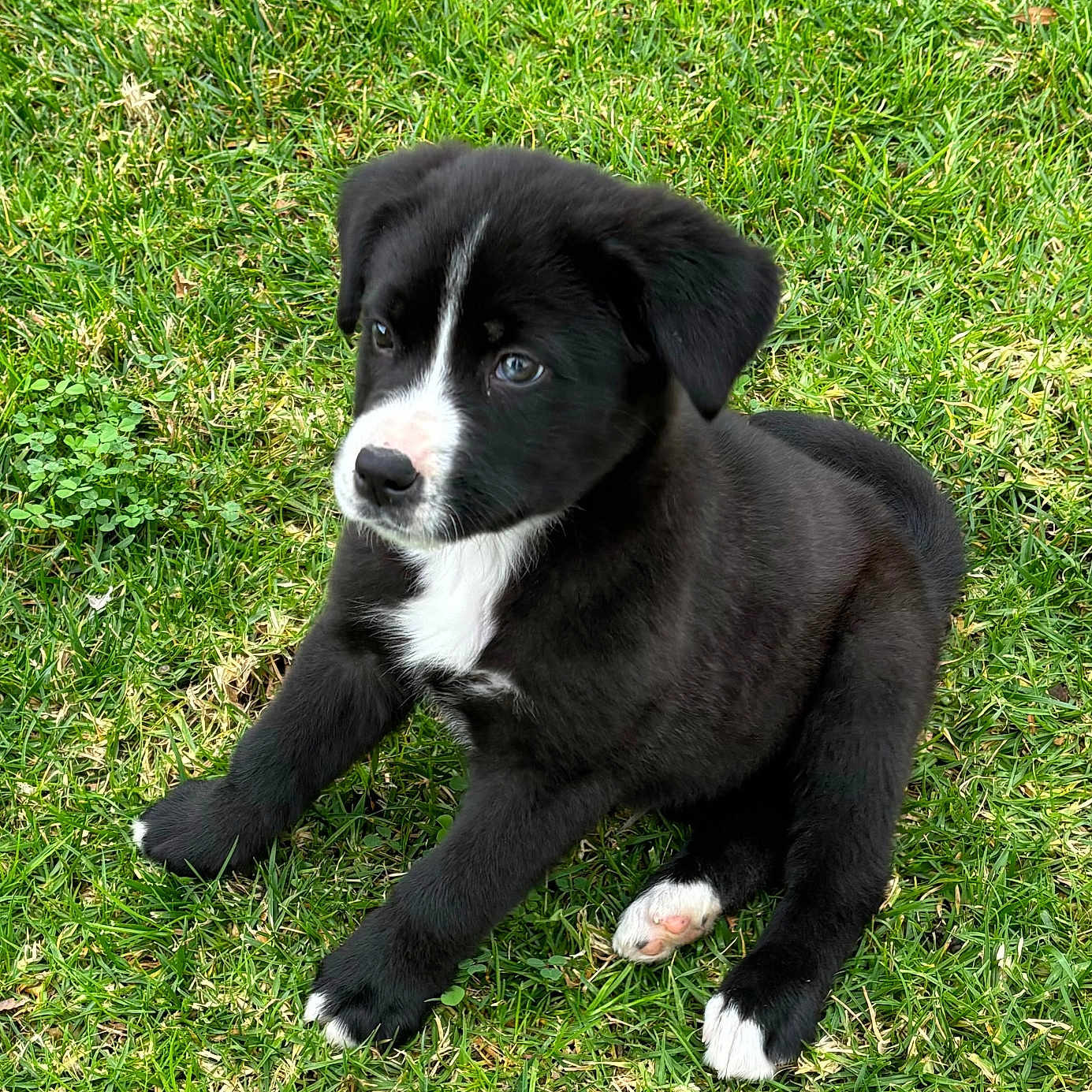 Oso is registered to the contest to win money with this photo: adorable, alert, animal, black_and_white, canine, cute, daylight, dog, fur, grass, greenery, nature, outdoor, paw, pet, playful, puppy, sitting, small, young