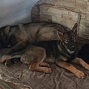 Fenrir participe au concours pour gagner de l'argent avec cette photo : dog, puppy, sleeping_dog, blue_eyes, bed, blanket, stone_wall, indoor, ears, paws, fur, resting, looking_at_camera, muzzle, young_dog, adult_dog, cuddling, cozy, wooden_frame, floor_tiles