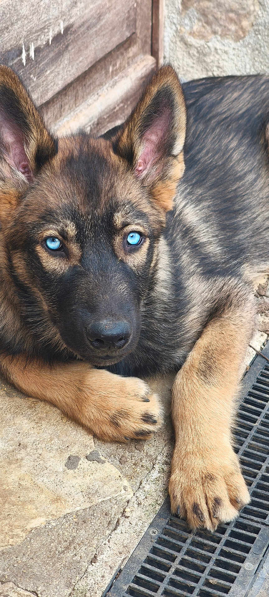 Fenrir participe au concours pour gagner de l'argent avec cette photo : dog, puppy, german_shepherd, blue_eyes, close_up, paws, fur, nose, ears, portrait, outdoor, concrete, drain, grate, resting, cute, young_dog, pet, animal, attention