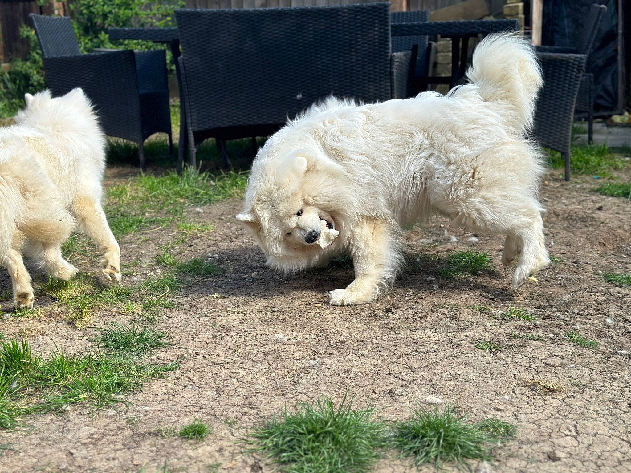 Aspen is registered to the contest to win money with this photo: ancient_dog_breeds, canidae, carnivore, companion_dog, dog, dog_breed, fur, gas, giant_dog_breed, grass, livestock_guardian_dog, non_sporting_group, plant, sporting_group, tail, terrier, toy_dog, tree, working_animal, working_dog