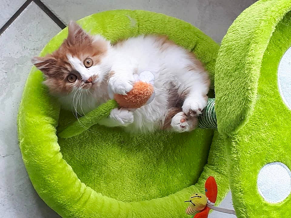 Island Tale Pétronie a rejoint le concours — aidez-le/la à gagner de superbes lots ! carnivore, cat, domestic_short_haired_cat, european_shorthair, felidae, grass, green, kitten, plant, play, polydactyl_cat, ragamuffin, small_to_medium_sized_cats, tail, whiskers