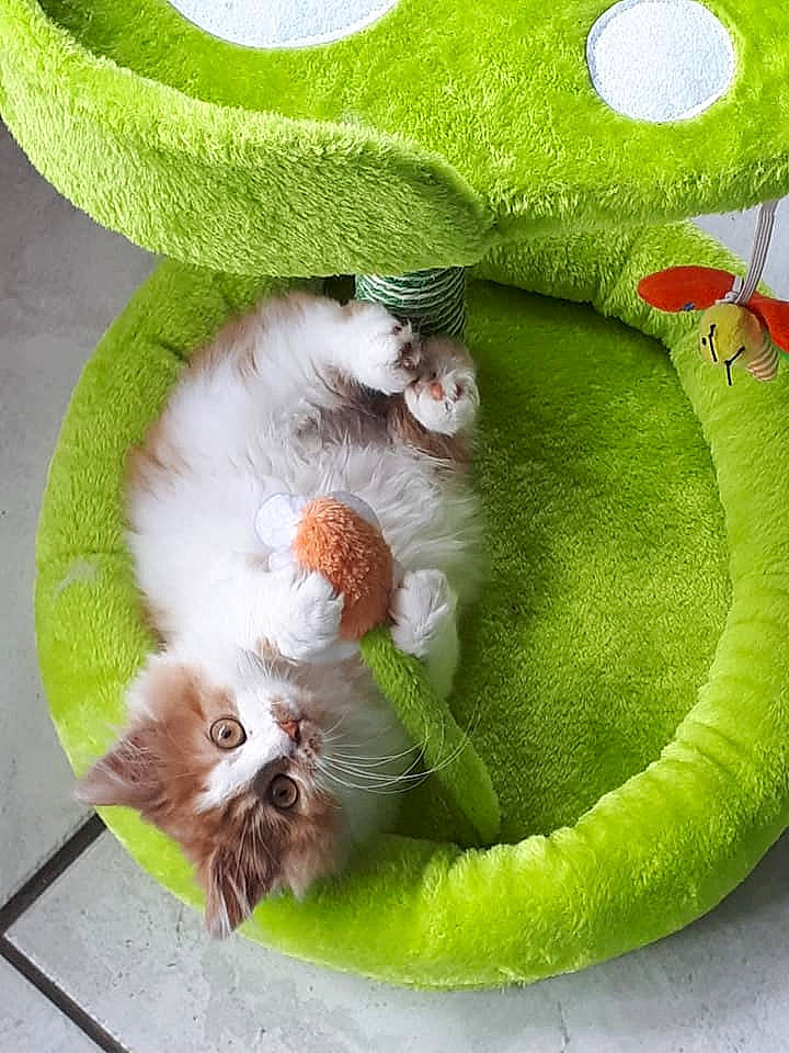 Island Tale Pétronie a rejoint le concours — aidez-le/la à gagner de superbes lots ! british_longhair, carnivore, cat, cat_toy, companion_dog, felidae, kitten, play, small_to_medium_sized_cats, tail