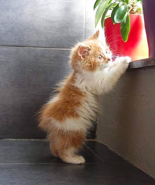 Island Tale Pétronie participe au concours pour gagner de l'argent avec cette photo : american_curl, carnivore, cat, domestic_long_haired_cat, fawn, felidae, fur, kitten, maine_coon, mammal, munchkin, norwegian_forest_cat, persian, plant, polydactyl_cat, ragamuffin, small_to_medium_sized_cats, tail, turkish_angora, whiskers