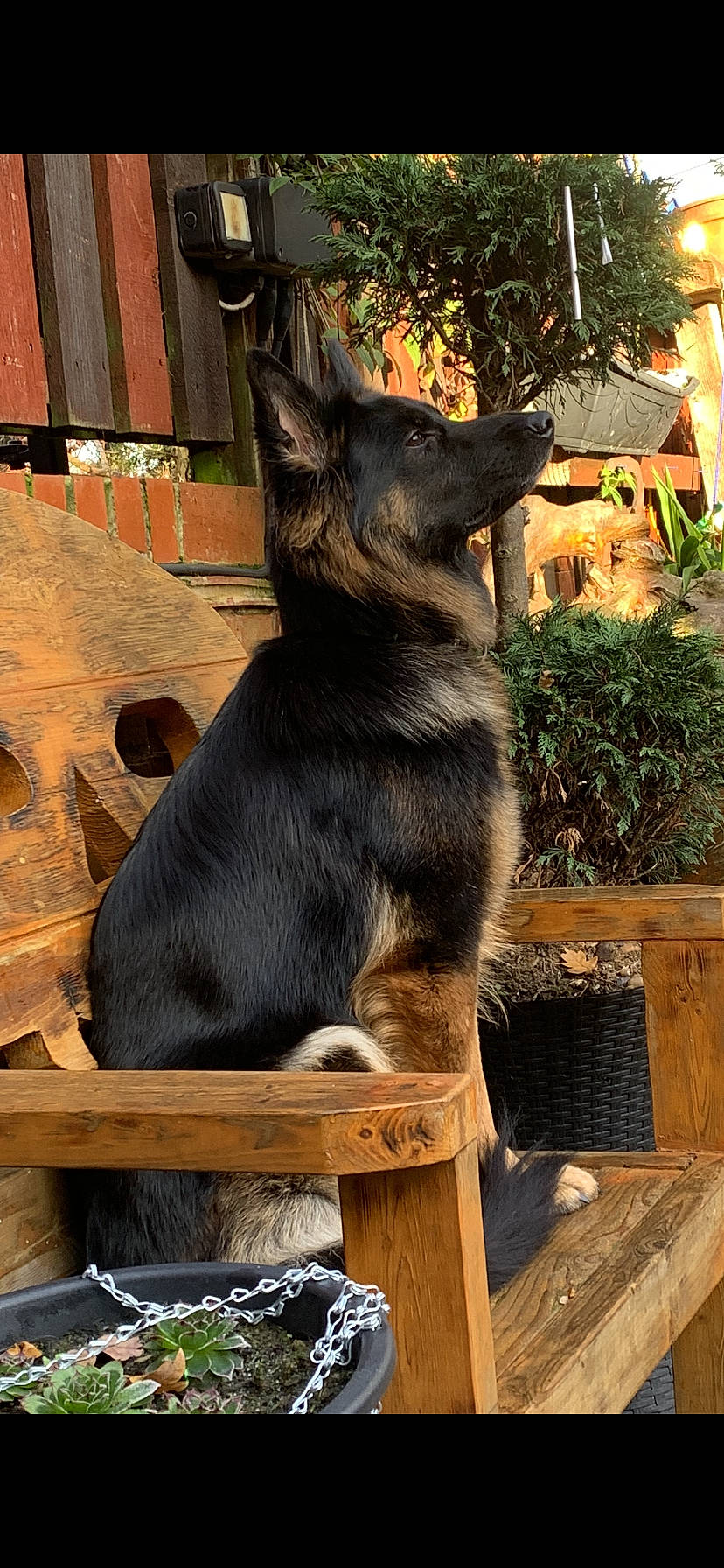 Cassie joined the competition — help win amazing prizes! art, canidae, carnivore, dog_breed, east_european_shepherd, fawn, fur, hardwood, king_shepherd, marsupial, natural_material, plant, snout, sporting_group, tail, terrestrial_animal, tree, wildlife, wood, working_animal