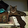 cat, tabby_cat, box, shelf, clothes, hanger, wooden_chest, indoor, pet, feline, resting, animal, fur, face, whiskers, ears, barcode, price_tag, fabric, household
