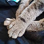 cat, paws, fur, close_up, animal, pet, resting, crossed_legs, soft, texture, indoor, black_background, turquoise_fabric, cute, domestic_cat, feline, sleeping, relaxed, whiskers, claws