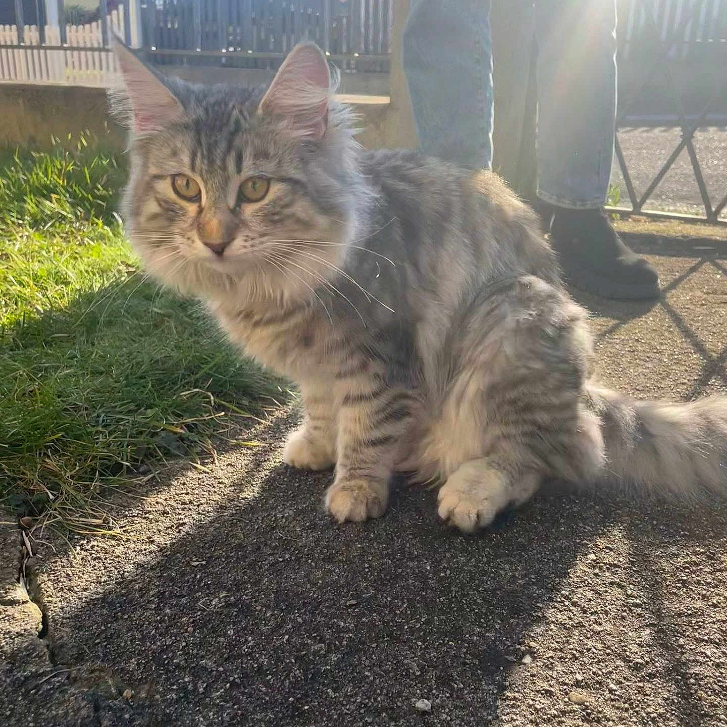 Neko participe au concours pour gagner de l'argent avec cette photo : animal, backyard, cat, city, clothing, face, fence, grass, head, kitten, manx, nature, outdoors, pants, pet, plant, road, street, urban, yard