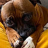 dog, brown_dog, white_paws, resting, close_up, cozy, blanket, mustard_yellow, indoor, pet, canine, face, paw, fur, looking_up, cute, companion, animal, relaxed, portrait