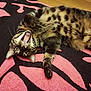 animal, cat, cute, domestic_cat, eyes, feline, floor, fur, indoor, lying_down, open_mouth, patterned_rug, paw, pet, pink_rug, playful, relaxed, tabby, upside_down, whiskers