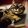 animal, cat, close_up, cute, domestic_animal, eyes, face, feline, focus, fur, indoor, mammal, pet, portrait, relaxed, resting, striped, tabby, whiskers, young_cat